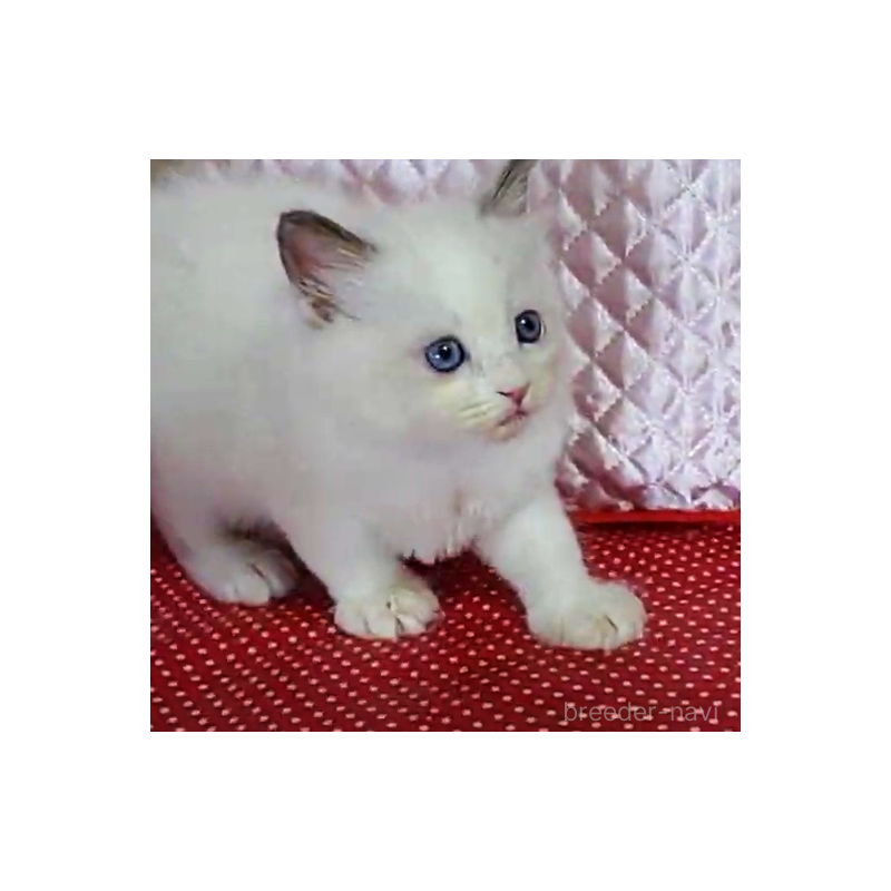 販売中の静岡県のラグドール-126750の3枚目